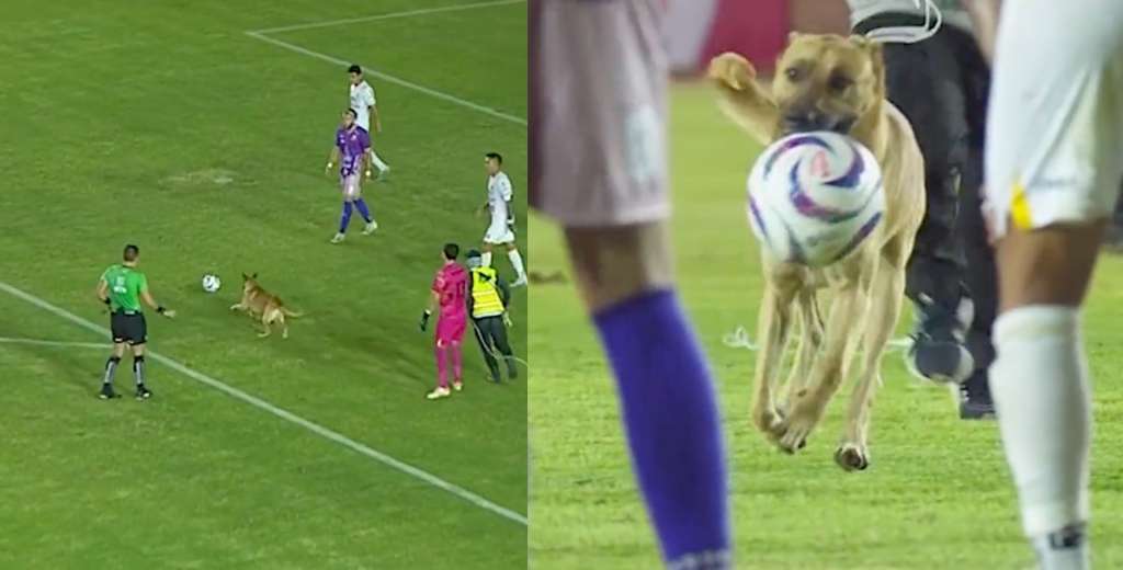¡Qué crack! Un perro entró y se robó la pelota en pleno partido